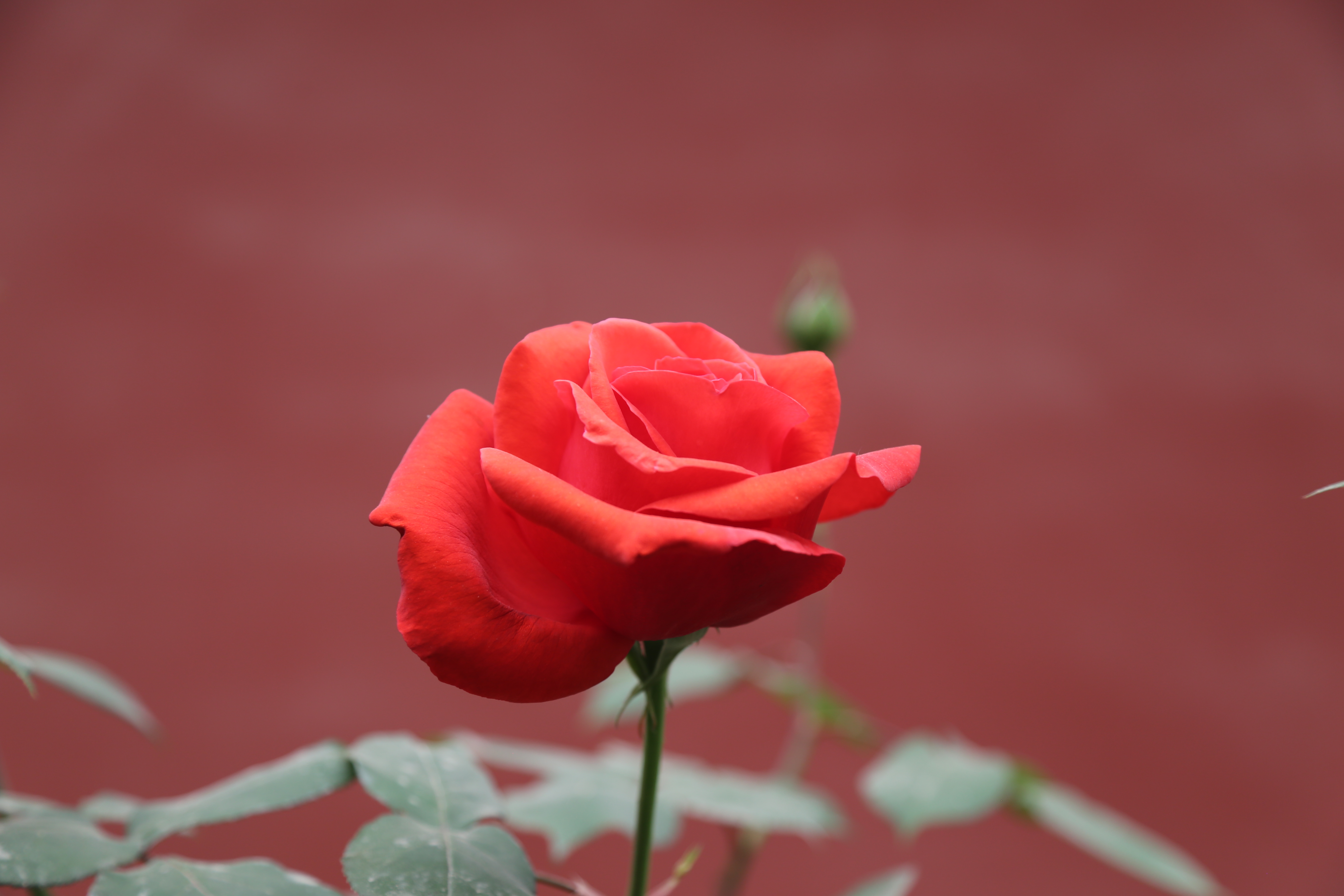 图为校园盛开的月季花
