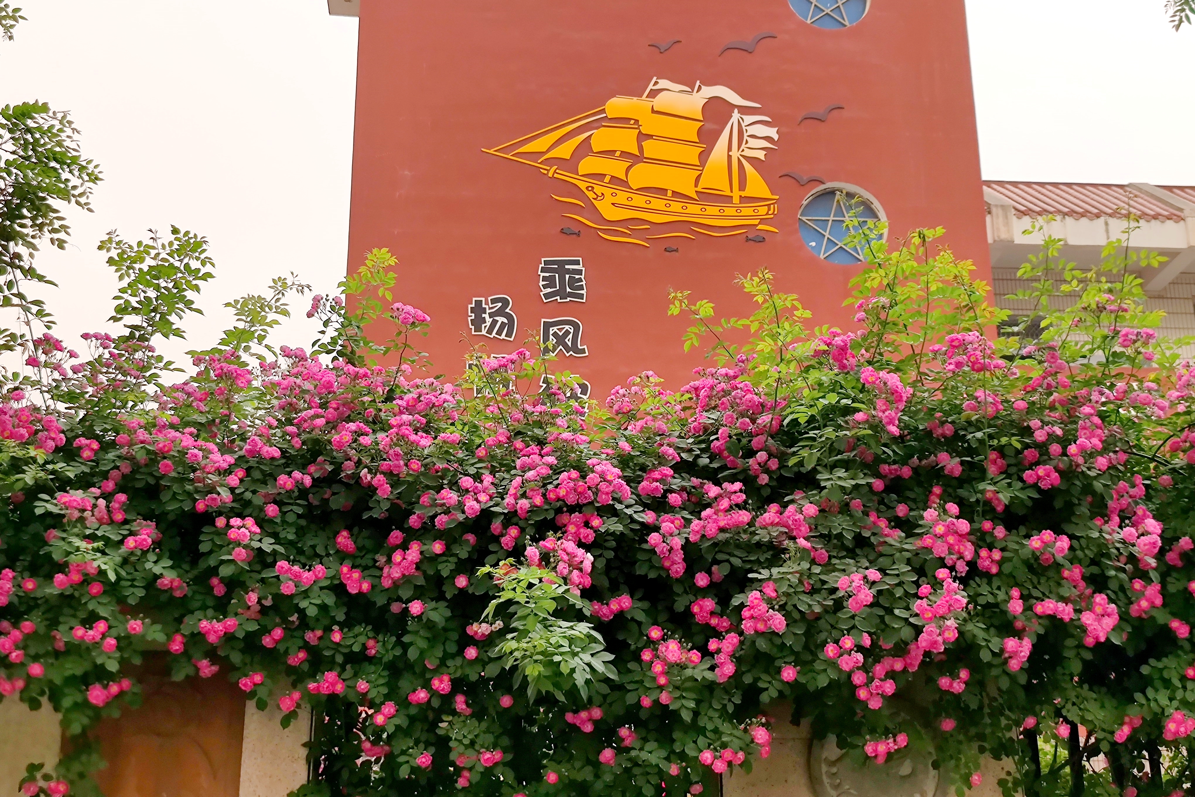 图为校园蔷薇花墙